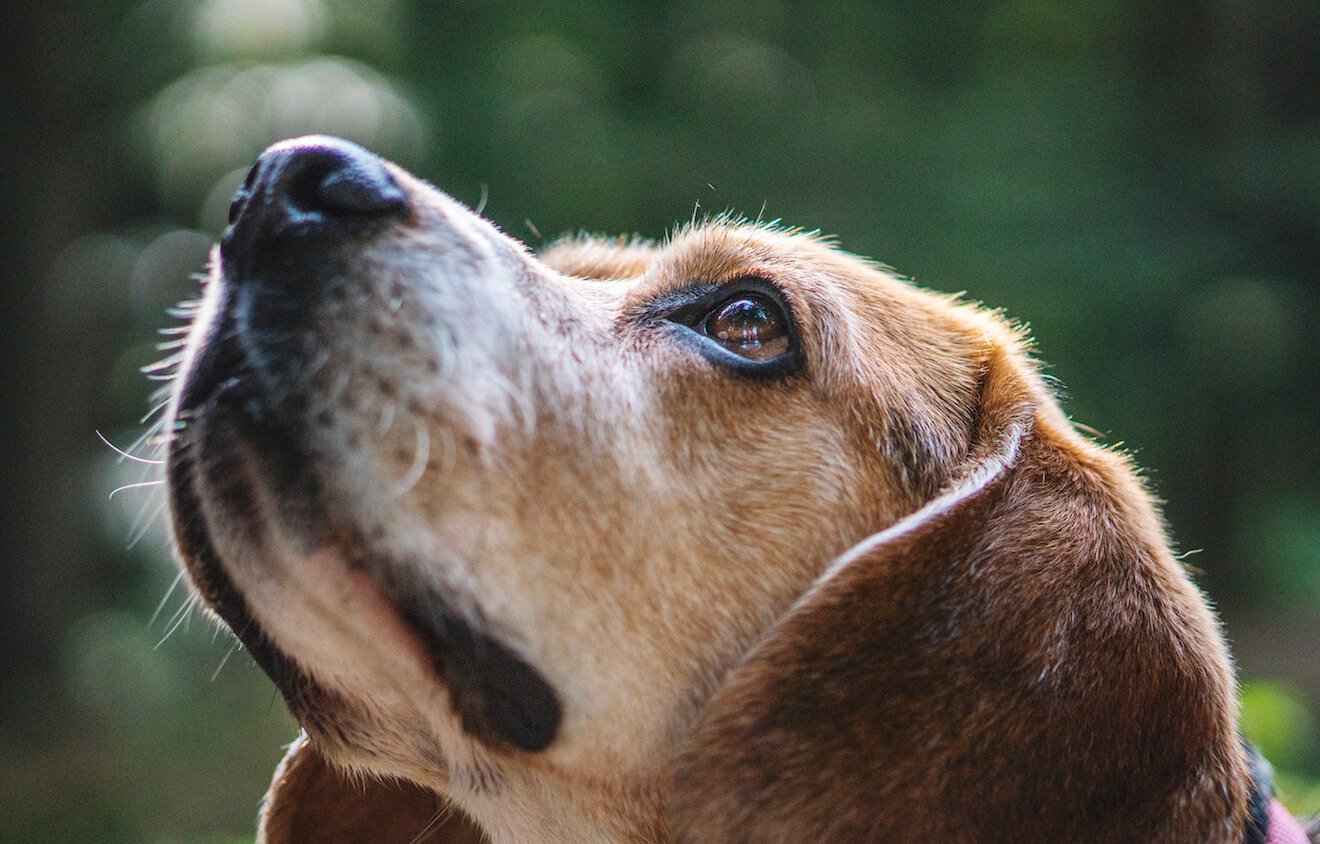 Dog looking up to the heavens